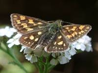 Carterocephalus palaemon - Chequered Skipper