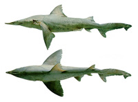 Isogomphodon oxyrhynchus, Daggernose shark: fisheries