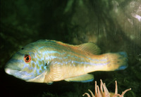 Labrus mixtus, Cuckoo wrasse: fisheries, gamefish, aquarium