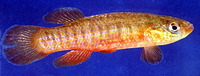 Fundulus cingulatus, Banded topminnow: aquarium