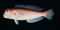 Branchiostegus japonicus, Red tilefish: fisheries