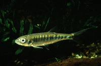 Raiamas moorii, Lake Rukwa minnow: