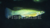 Goodea atripinnis, Blackfin goodea: fisheries, aquarium