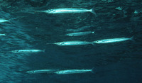 Hyporhamphus australis, Eastern sea garfish: fisheries, bait