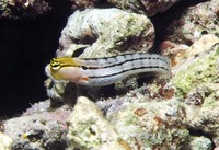 Ecsenius axelrodi, Axelrod's clown blenny: