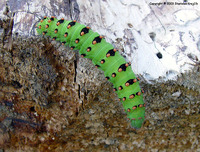 Saturnia pavoniella