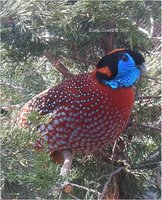 Temminck's Tragopan Tragopan temminckii