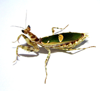 Creobroter pictipennis
