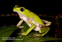 White-lined Monkey Frog - Phyllomedusa vaillante