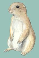 Image of: Cynomys ludovicianus (black-tailed prairie dog)