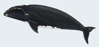 Image of: Eubalaena glacialis (North Atlantic right whale)