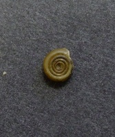 Bathyomphalus contortus - Twisted Ram's-horn