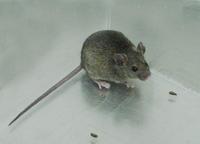 Image of: Mus musculus (house mouse)