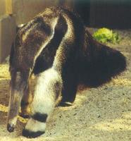 Image of: Myrmecophaga tridactyla (giant anteater)