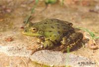 Rana esculenta - Edible Frog