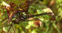 Image of: Aeshna umbrosa