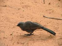 Struthidea cinerea - Apostlebird