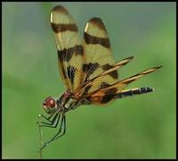 Image of: Celithemis eponina