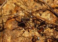 Image of: Dolomedes