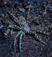 Image of: Dolomedes tenebrosus