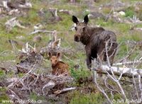 Alces alces alces - European Elk