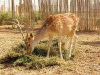 Dama mesopotamica - Persian Fallow Deer