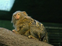 Callithrix pygmaea - Pygmy Marmoset