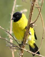 Image of: Carduelis magellanica (hooded siskin)