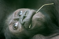 Gorilla gorilla - Western Gorilla