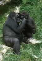 Gorilla gorilla gorilla - Western lowland gorilla