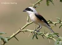 Image of: Lanius vittatus (bay-backed shrike)