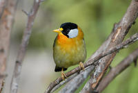 Image of: Leiothrix argentauris (silver-eared mesia)