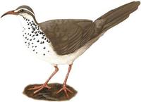Image of: Monias benschi (subdesert mesite)