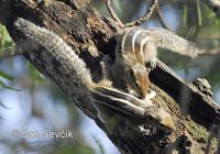 Funambulus pennantii - Northern Palm Squirrel