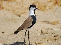 Image of: Vanellus spinosus (spur-winged plover)