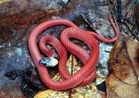 Image of: Drepanoides anomalus (black-collared snake)