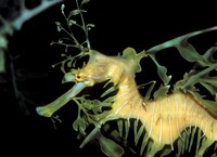 Phycodurus eques - Leafy Seadragon