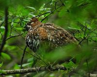 Chinese Grouse - Tetrastes sewerzowi