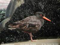 Sooty Oystercatcher - Haematopus fuliginosus