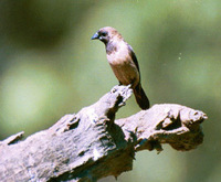 Black-throated Munia - Lonchura kelaarti