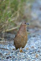 Brown Quail