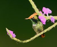 Rufous-crested Coquette (Lophornis delattrei) photo