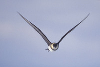 Pomarine Jaeger (Stercorarius pomarinus) photo