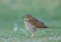 Swainson's Thrush (Catharus ustulatus) photo