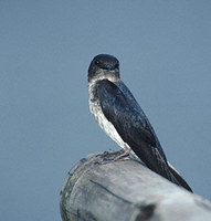 Gray-breasted Martin (Progne chalybea) photo