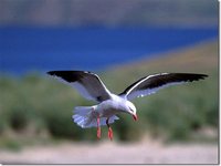 Dolphin Gull - Larus scoresbii