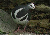 Wonga Pigeon - Leucosarcia melanoleuca