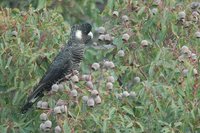 White-tailed Black-Cockatoo - Calyptorhynchus baudinii