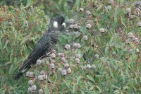 White-tailed Black-Cockatoo - Calyptorhynchus baudinii