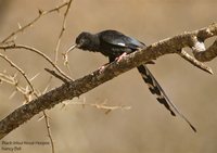 Black-billed Woodhoopoe - Phoeniculus somaliensis